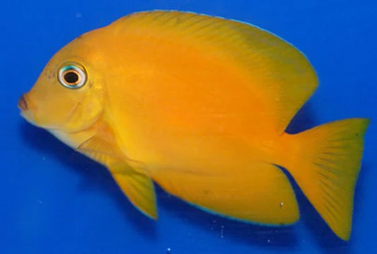 Gold Eye Doctor Tang (Juvenile)