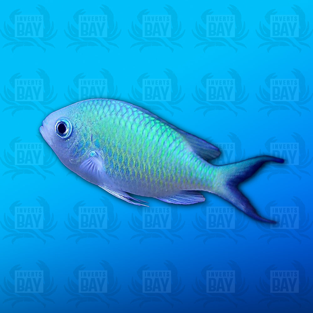 Green Chromis