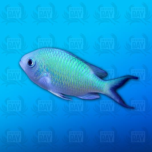 Green Chromis