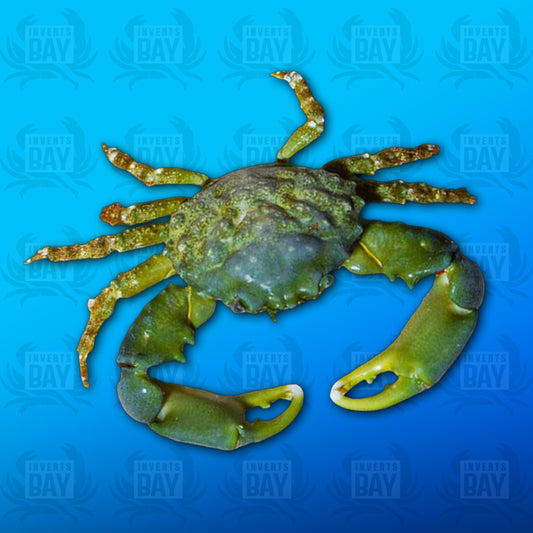 Emerald Crab