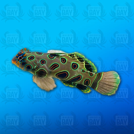 Green Mandarin Goby