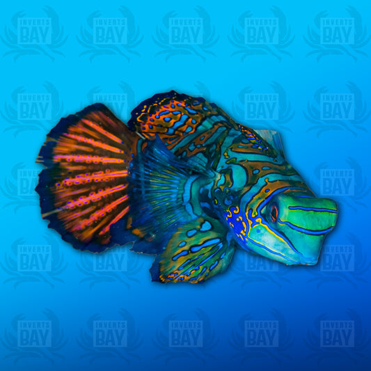 Green Mandarin Goby