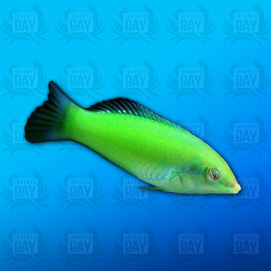 Green Wrasse