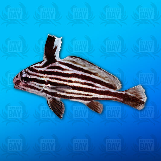 Hi-Hat Drumfish