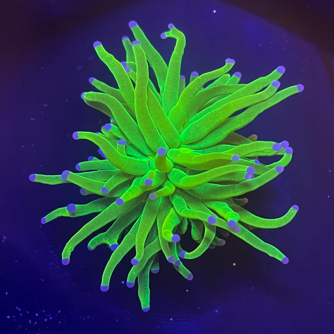 Neon Green Blue Tip Torch (LPS-XXX)