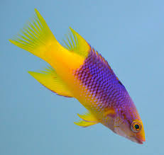 Spanish Hogfish