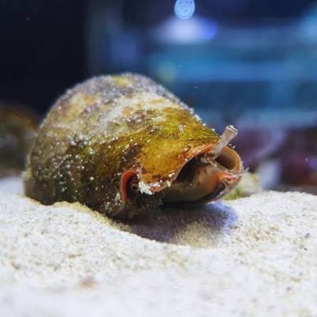 Strawberry Conch