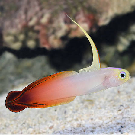 Flaming Goby