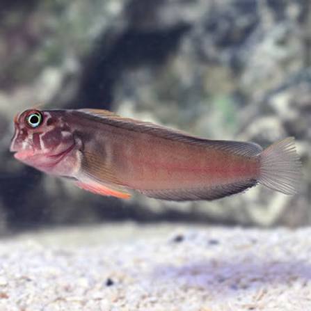 Redlip Blenny