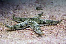 White Sand Starfish