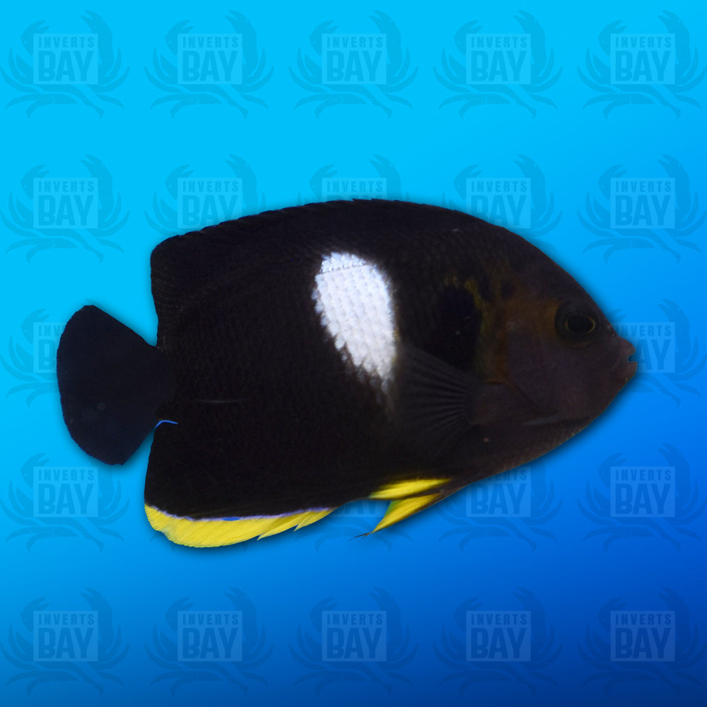 Keyhole Angelfish