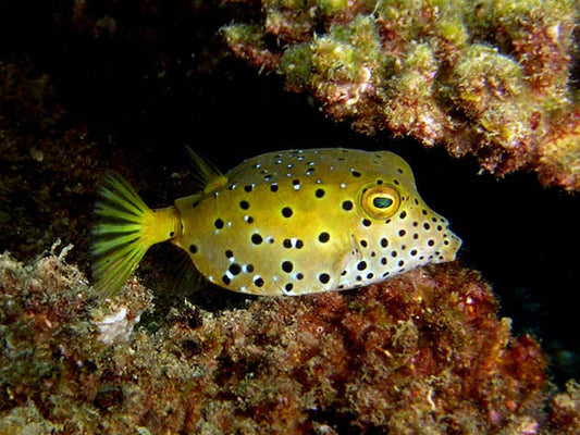 Cubicus Trunkfish