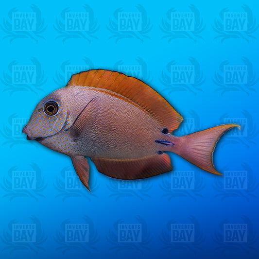 Lavender Bristletooth Tang