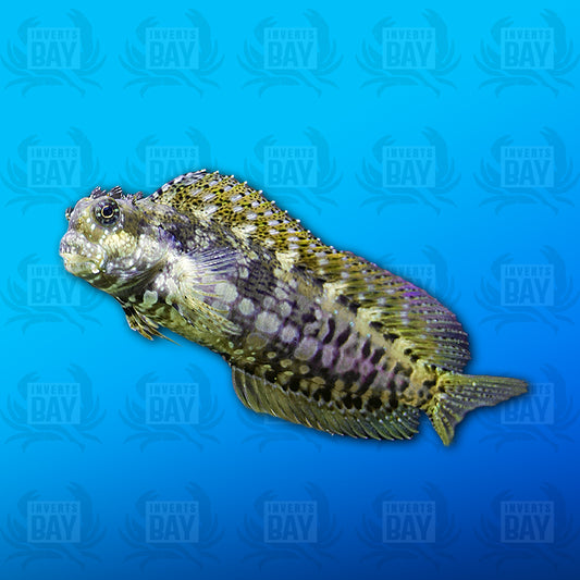 Lawnmower Blenny