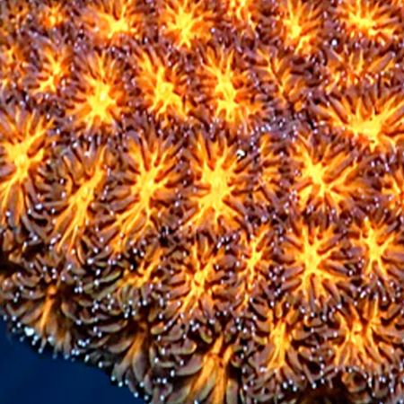 Orange Leptastrea Frags