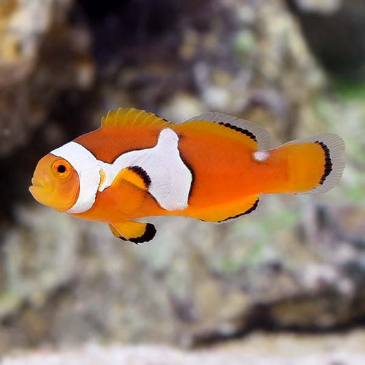 Semi Picasso Clownfish