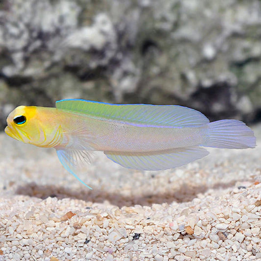 Pearly (Yellowhead) Jawfish