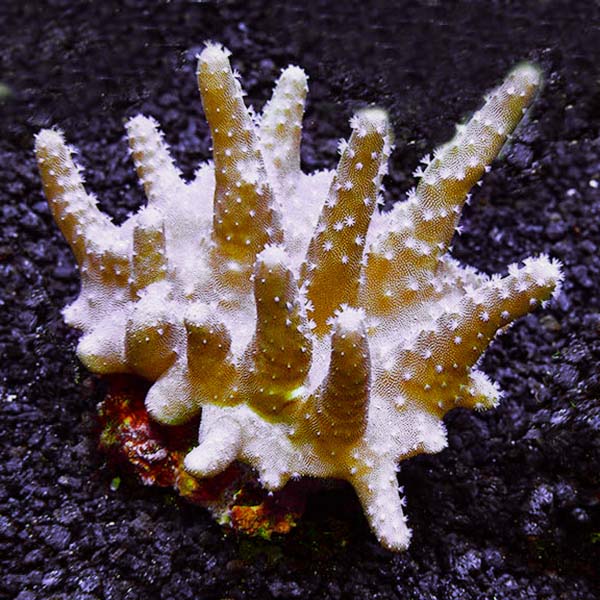 Devil's Hand Coral (Large)