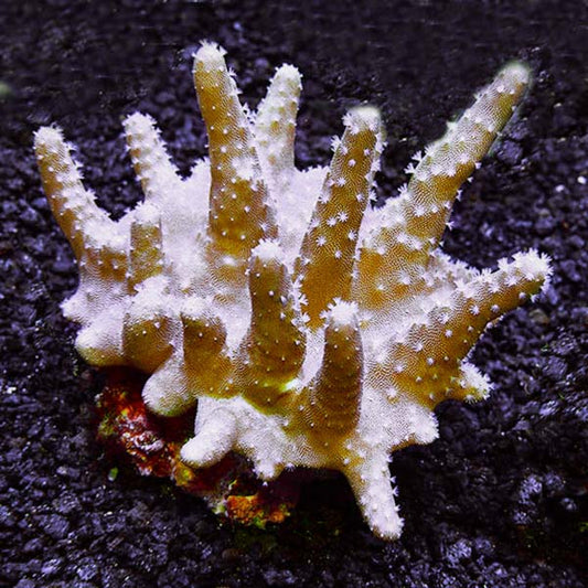 Devil's Hand Coral (Large)