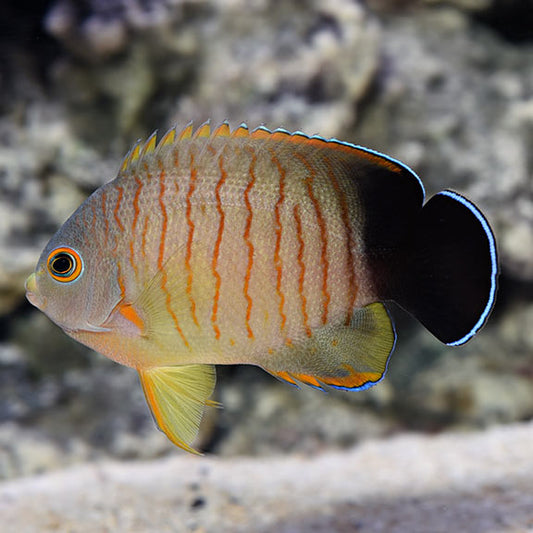 Red Stripe (Eibli) Angelfish