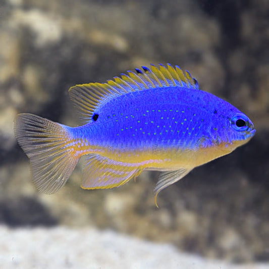 Fiji Devil Damsel