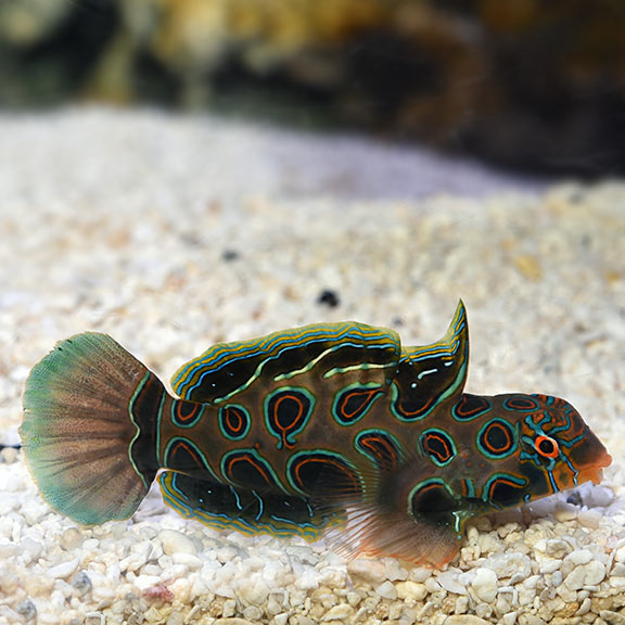 Spotted Mandarin Goby