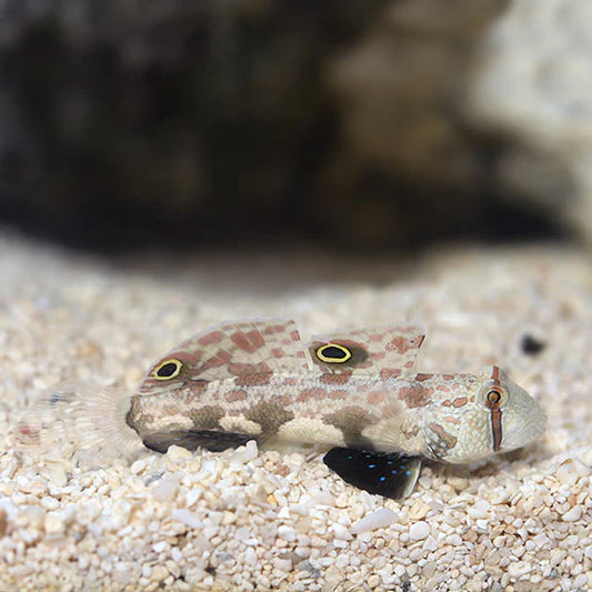 Twinspot (Signal) Goby