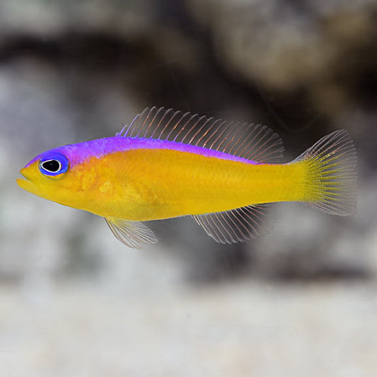 Purple Stripe (Diadem) Dottyback