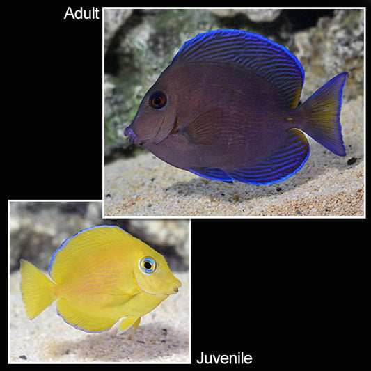 Atlantic Yellow Phase Blue Tang (Juvenile)