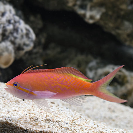 Carberryi Anthia