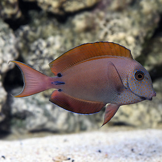 Lavender Tang (Spot-Cheeked Surgeonfish)