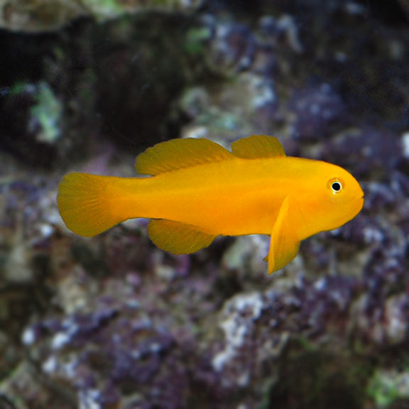 Clown Goby