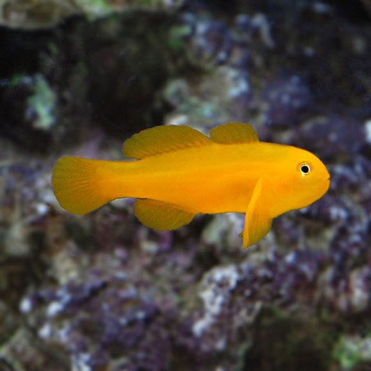 Clown Goby