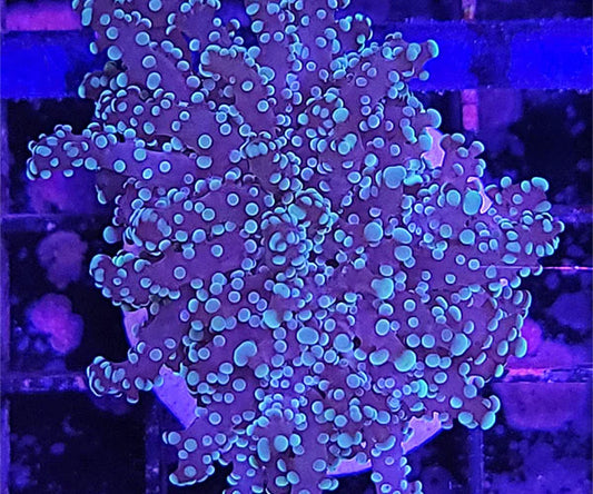 Blue Tip Octospawn (LPS-XXX)