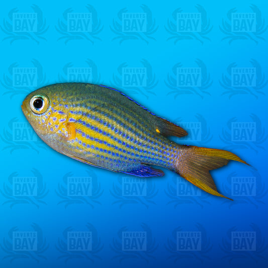 Lined Chromis