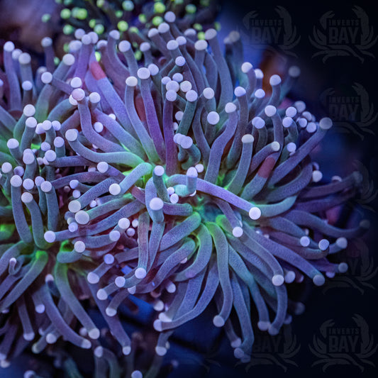 Purple Torch Green Mouth (LPS-031)