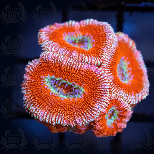 Acan Lord (LPS-067)