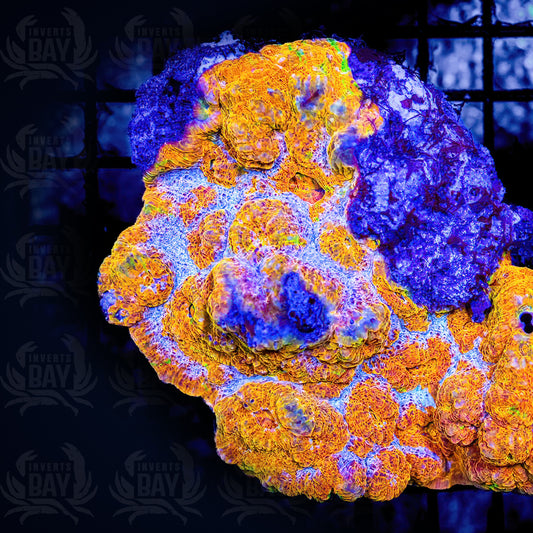 Acanthastrea Echninata Ultra (LPS-072)