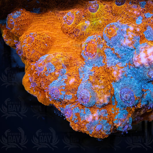 Acanthastrea Echninata Ultra (LPS-074)