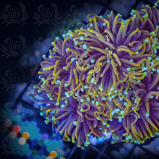 Euphyllia Torch (LPS-079)