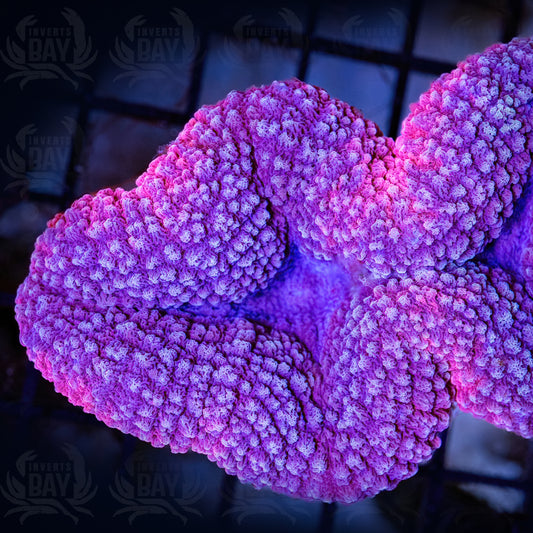 Lobophyllia (LPS-086)