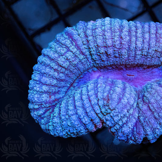 Lobophyllia (LPS-087)