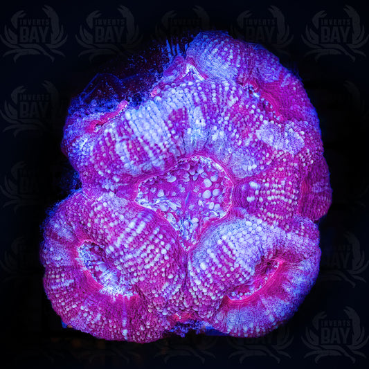 Acan Bowerbanki (LPS-090)