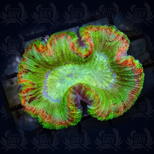 Trachyphyllia (LPS-098)