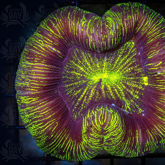 Trachyphyllia (LPS-099)