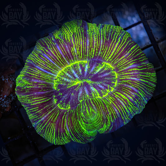 Trachyphyllia (LPS-102)