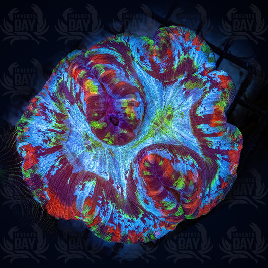 Trachyphyllia (LPS-103)