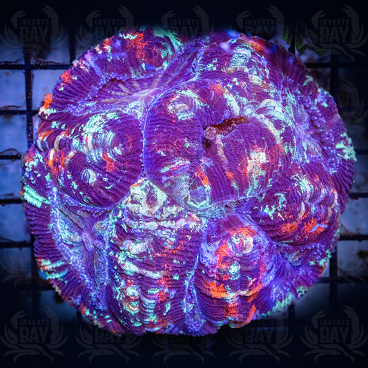 Trachyphyllia (LPS-104)