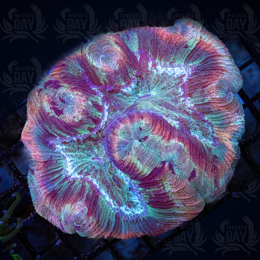 Trachyphyllia (LPS-105)