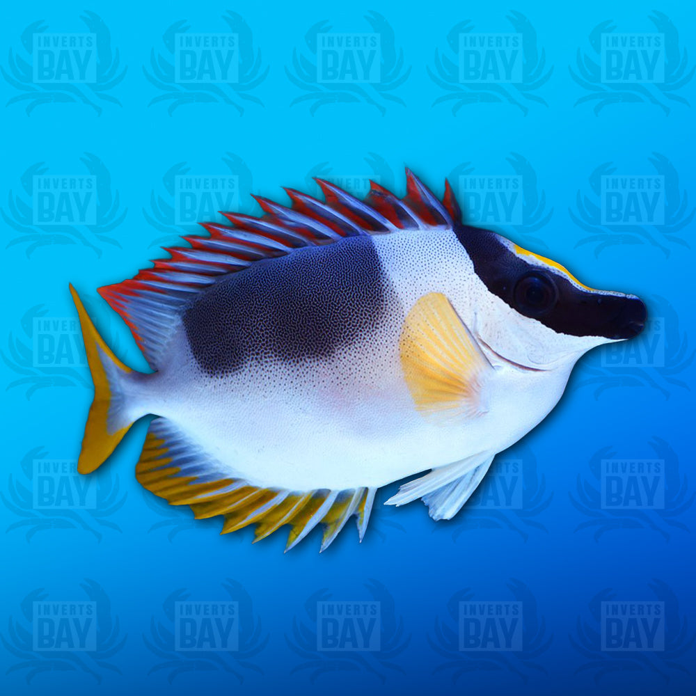 Magnificent Rabbit Fish Magnificent Foxface Rabbitfish – Inverts Bay